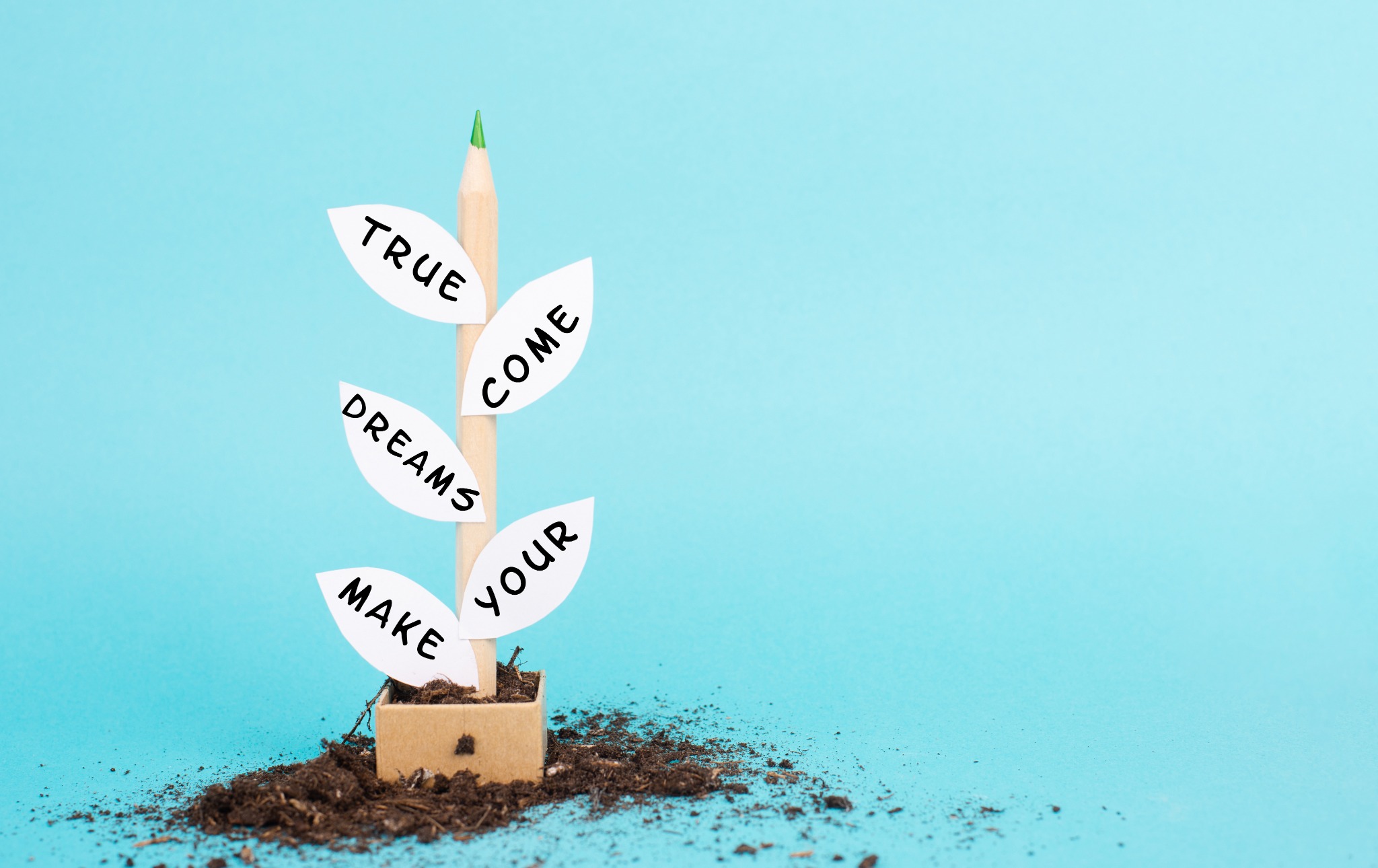 Une jeune pousse symbolisant l'émergence des compétences et des projets